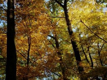 Dzień Grzyba 14.10.2018r. - wystwa, prelekcja i spacer po lesie, fot. H. Andrzejewski